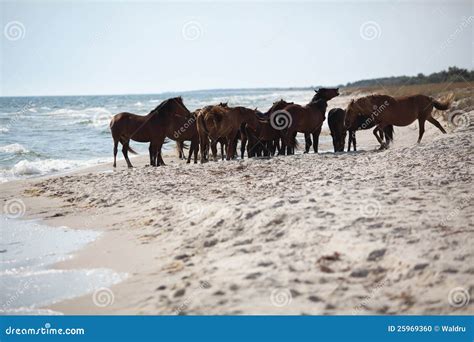 Wild Horses On The Beach Stock Photo - Image: 25969360