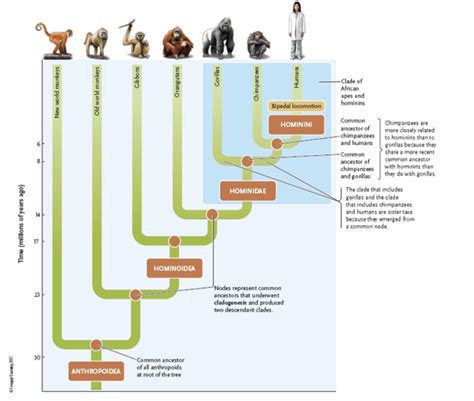 Solved According to the attached cladogram, which of the | Chegg.com