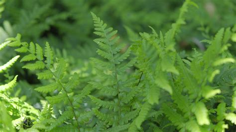 Geschubde Mannetjesvaren Dryopteris Affinis