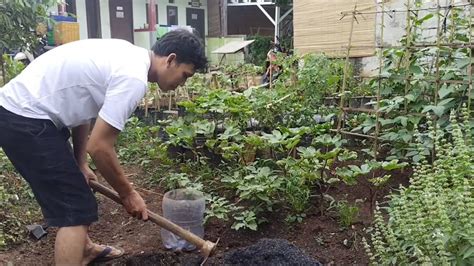 Menjadikan Lahan Samping Rumah Untuk Berkebun Menanam Sayuran Dan