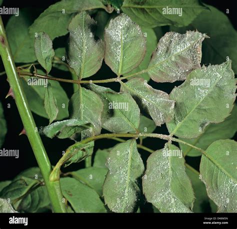 Powdery Mildew Podosphaera Pannosa On The Underside Of Garden Rose