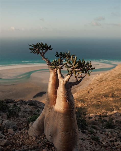 Desert Rose Tree - A Unique Species from Socotra Island