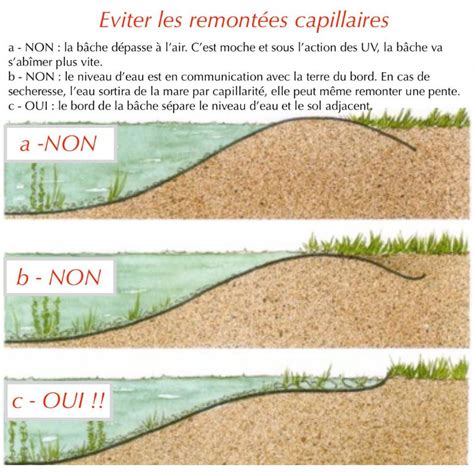 Une mare naturelle au jardin visites et méthodes Le potager permacole