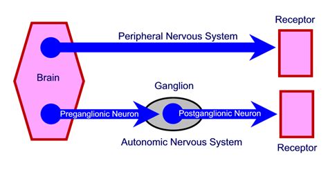 Images 11 Nervous System Basic Human Anatomy