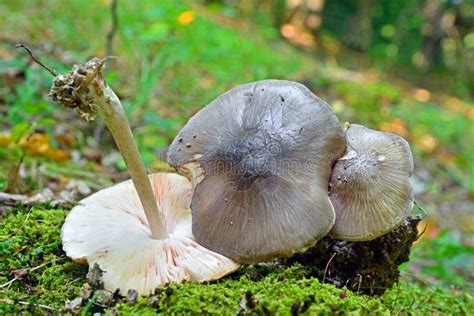 The Deer Shield Pluteus Cervinus Is An Edible Mushroom Stock Photo