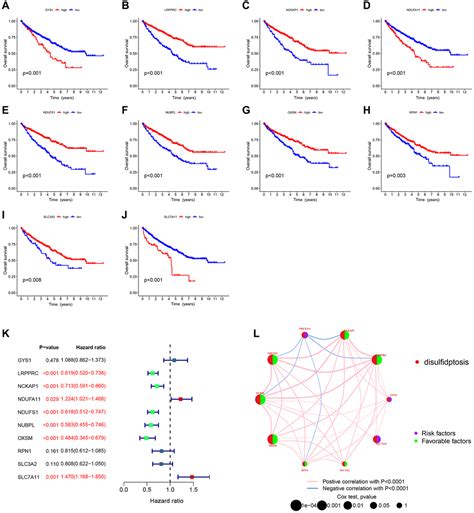 Comprehensive Analysis Of Disulfidptosis Related Genes A Prognosis