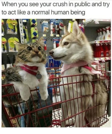 A Collection of 50+ Cat Memes to Get You Through Work – Page 7