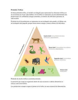 Pir Mides Tr Ficas En Nivel Tr Fico Pir Mide Red Trofica