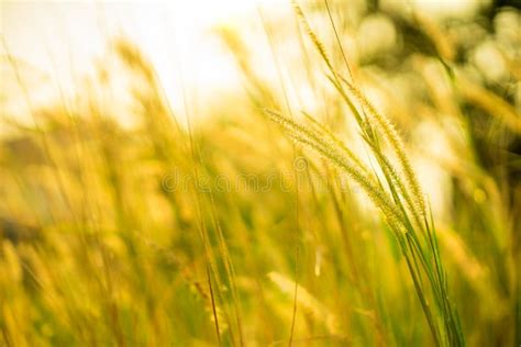 Field of Grass during Sunset Stock Image - Image of meadow, grass ...