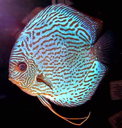 Royal Blue Discus Symphysodon Aequifasciata Discus Fish