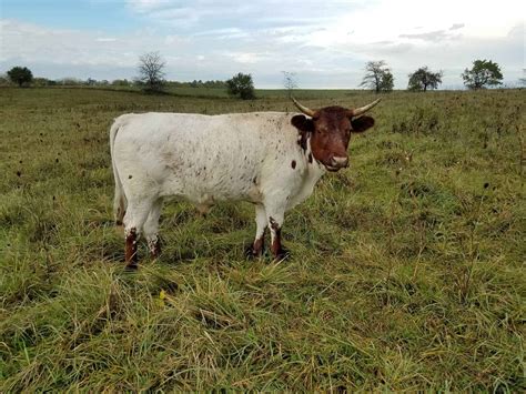 Pineywoods Cattle | Penner Mini Farms