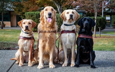 International Guide Dog Day 24 April 2024 Pulse News