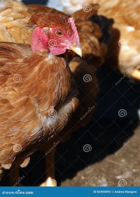 Poultry Nacked Neck Hen Stock Image Image Of Farm 83494095