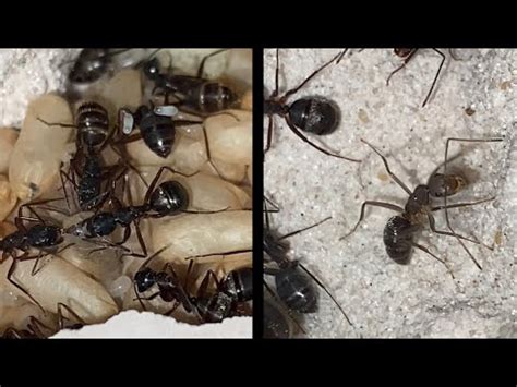 Ant Hatching YouTube