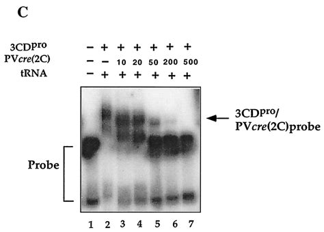 Functional Dissection Of A Poliovirus Cis Acting Replication Element