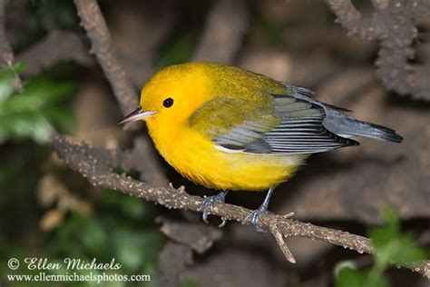 Prothonotary Warbler