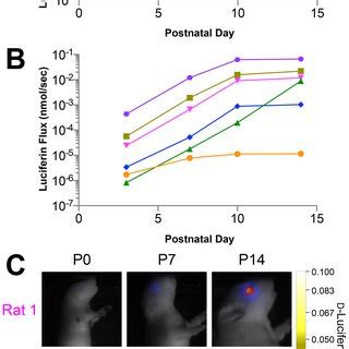 Modeling Of Luciferin Flux From Bioluminescence Imaging BLI Data