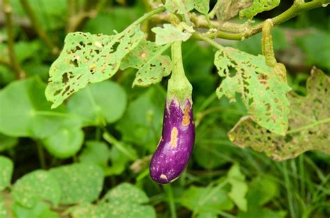 Eggplant Pests Diseases Tips On Common Problems