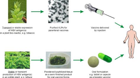 Potential Plant Derived Parenteral And Oral Vaccines For Immunization