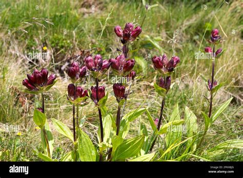 Purple Gentian Gentiana Purpurea Stock Photo Alamy