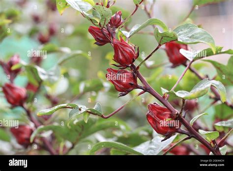 Roselle Plant Growing