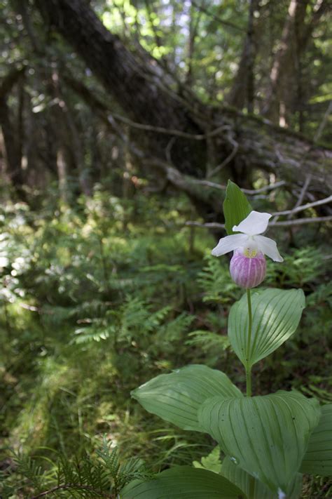 Some Showy Lady's Slippers in bloom on this hot and sunny day. : r/Maine