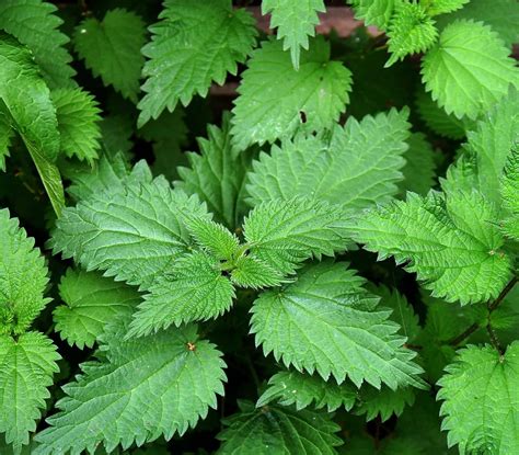 3 Benefits of Nettle for Hair Growth (Plus DIY Nettle Hair Rinse ...