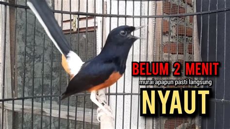 Murai Batu Gacor Ampuh Buat Pancingan Murai Batu Agar Bunyi Jadikan