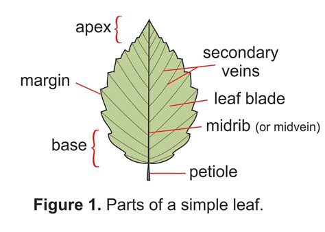 Parts Of The Leaf Diagram Remnarheigan