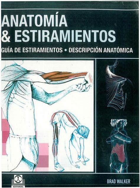 Anatom A Y Estiramientos B M Gfisioterapia Apuntes Y Dem S Udocz