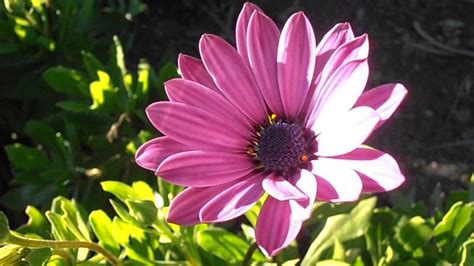 Margarita Del Cabo Osteospermum Fruticosum Riomoros Blogspot