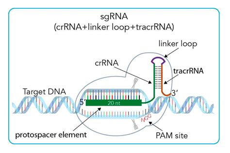 Crispr Cas