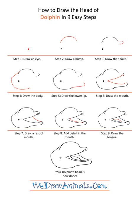 How to Draw a Dolphin Face