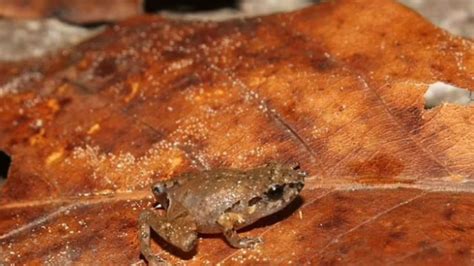 In Mexico Researchers Discover New Species Of Frogs Smaller Than A Penny