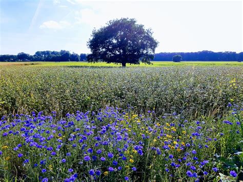 VLAG UIT VOOR LAND VAN ONS Mindfulness Based Compassionate Living