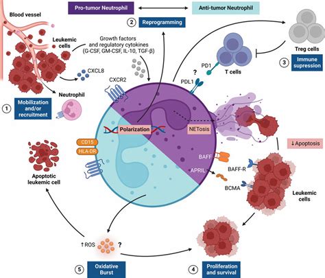 Regulation Of Tan Responses In The Leukemic Microenvironment The