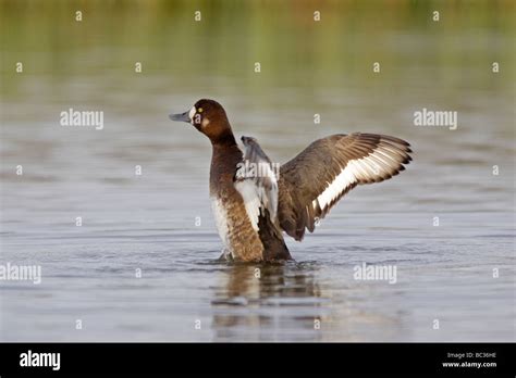 Female Greater Scaup Stock Photo - Alamy