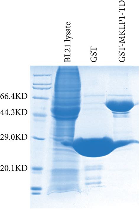 Bioinformatic Analysis For The Functional Annotation Of The Predicted