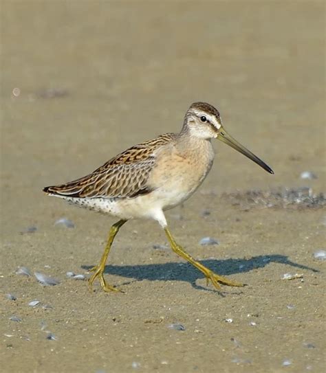 Shorebird Migration Is Upon Us Caribbean Birding Trail