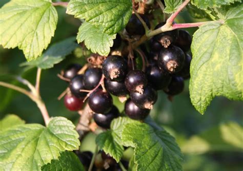 Zwarte Bessen Kopen Vanaf Fruitbomen Net