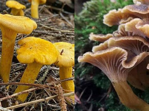 Comment Nettoyer Les Girolles Chasseurs De Champignons