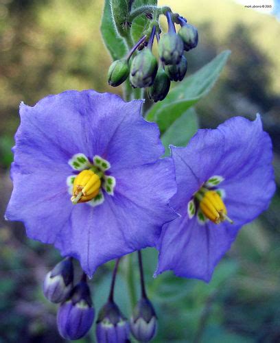 Nightshade CreationWiki The Encyclopedia Of Creation Science