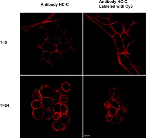 Internalization of anti-HER2 antibody is unaltered by fluorophore... | Download Scientific Diagram