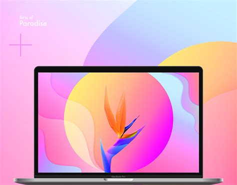 Birds of Paradise Wallpaper :: Behance