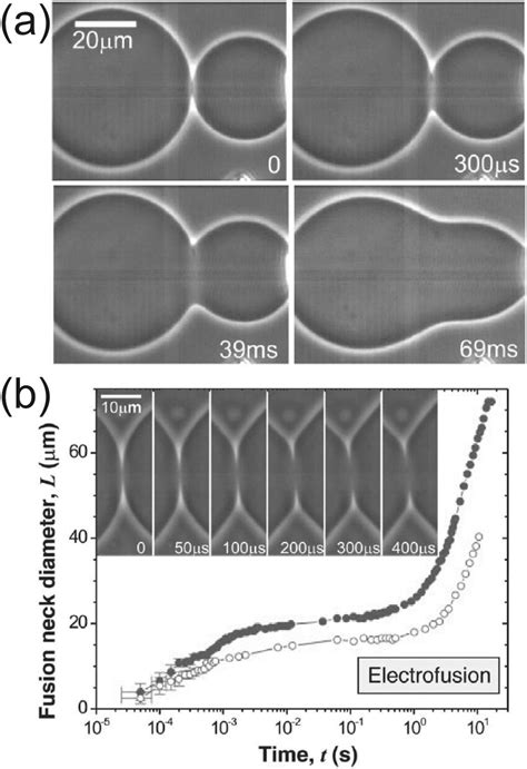 Electrofusion Of Guvs A Application Of A Dc Electric Pulse Induces