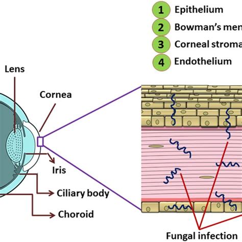 Schematic Representation Of Different Types Of Nanocarriers Used In