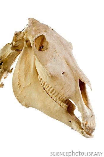 Horse Skull Side View Of The Skull Of A Horse Equus Caballus