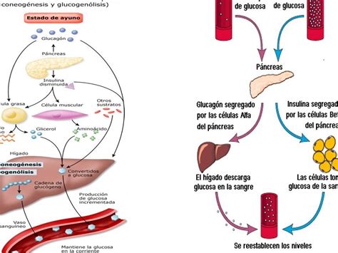 Metabolismo de los hidratos de carbono en el cuerpo humano función y papel