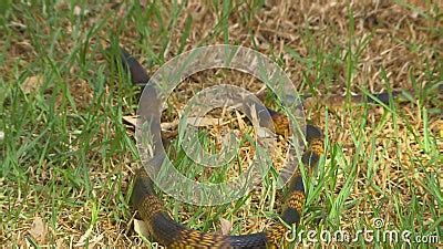 Gwardar Snake Concelaed in Grass Stock Video - Video of slither ...