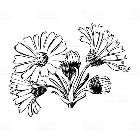 Daisy Outline Drawing | Free download on ClipArtMag